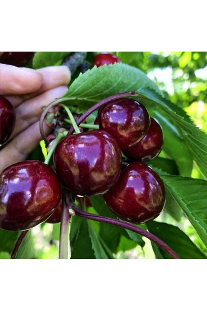 Черешня Бігарро Беккеро — стиглі темно-червоні ягоди на гілці